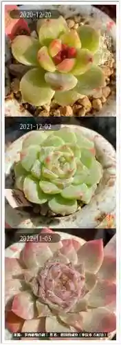 咸鱼推土阵容搭配图片高清(咸鱼之王2000以内推图阵容)插图18