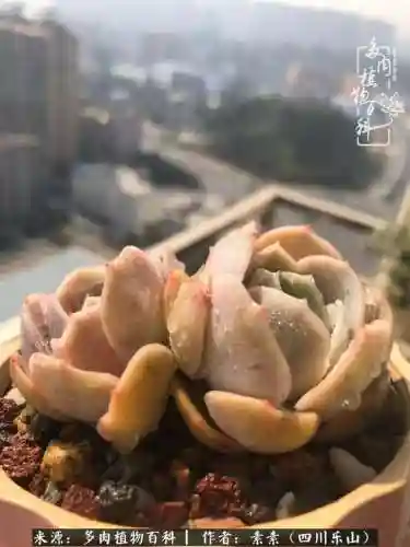 法师加养娃阵容搭配(22级法师招什么宝宝)插图31