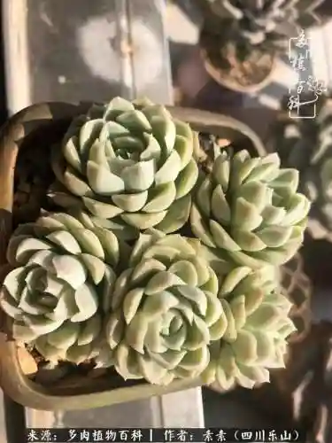 法师加养娃阵容搭配(22级法师招什么宝宝)插图32