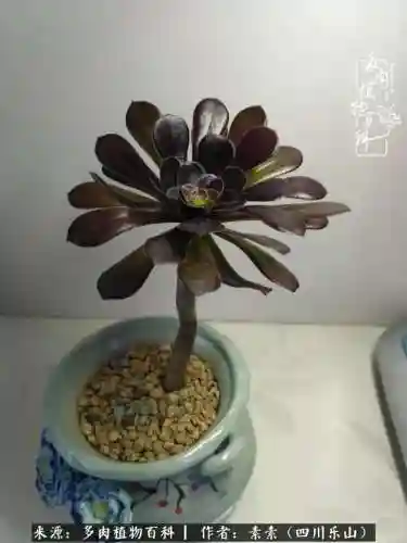 法师加养娃阵容搭配(22级法师招什么宝宝)插图3