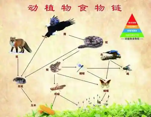 羞羞的铁拳熬鹰(羞羞的铁拳鹰叫什么名字)插图11