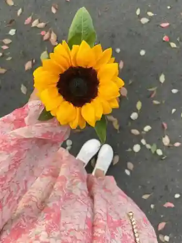 花语大全50种花的花语(蓝色桔梗花一般送给谁)插图3