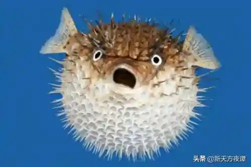 中国十大最恐怖鱼(鱼类大全看图识鱼)插图3