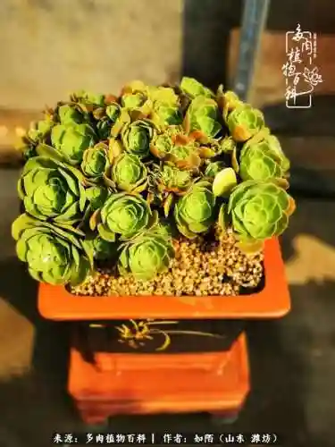 养娃阵容法师怎么搭配技能(传奇法师招什么宝宝最厉害)插图7