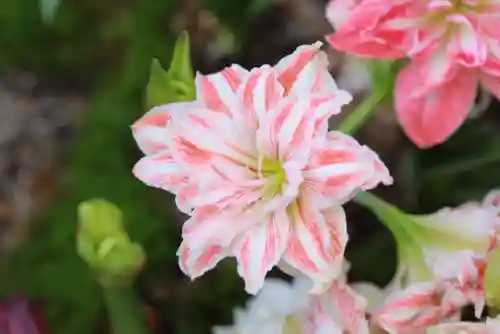 原生花4最强阵容搭配(迪奥娜阵容搭配平民)插图40