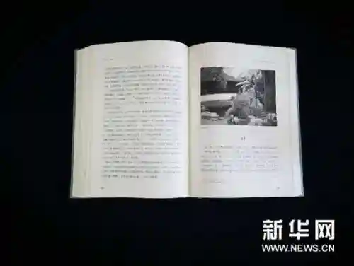 首无源博雅阵容搭配(圣地争锋4套阵容推荐)插图4