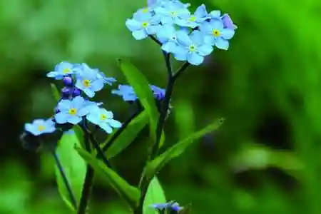 勿忘我的花语和寓意(勿忘我适合送什么人)插图1