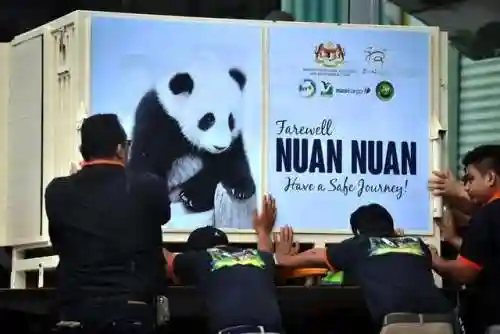 熊猫把哪个国家吃穷了(大熊猫其他国家有吗)