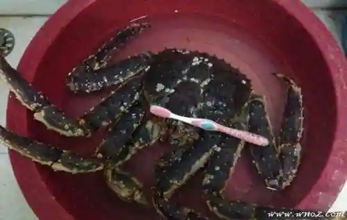 帝王蟹怎么做好吃又简单的做法(帝王蟹直接蒸最好吃)