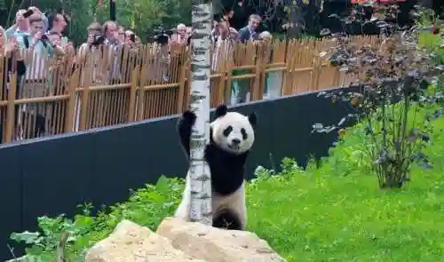 熊猫把哪个国家吃穷了(大熊猫其他国家有吗)插图3