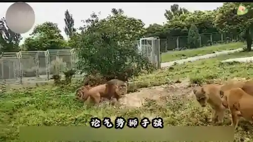 王者对决老虎阵容搭配图(王者阵容搭配需要注意什么)插图1