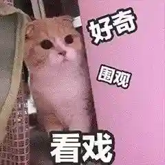网上特别火的那个猫表情包(猫咪摇头表情包动图)插图12 网上特别火的那个猫表情包(猫咪摇头表情包动图)插图12