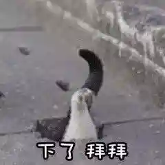 网上特别火的那个猫表情包(猫咪摇头表情包动图)插图35 网上特别火的那个猫表情包(猫咪摇头表情包动图)插图35