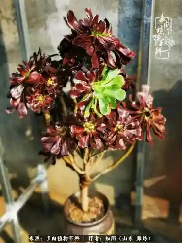 养娃阵容法师怎么搭配技能(传奇法师招什么宝宝最厉害)插图1