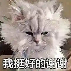 网上特别火的那个猫表情包(猫咪摇头表情包动图)插图4 网上特别火的那个猫表情包(猫咪摇头表情包动图)插图4