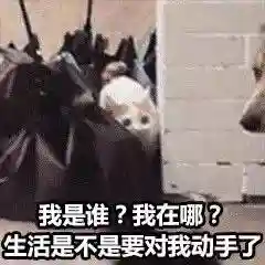网上特别火的那个猫表情包(猫咪摇头表情包动图)插图34 网上特别火的那个猫表情包(猫咪摇头表情包动图)插图34