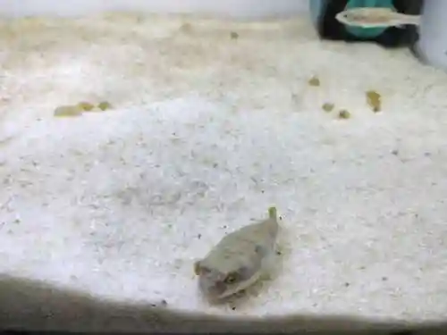 迷你妖姬阵容搭配推荐最新(萌神战姬最强阵容搭配)插图5