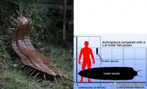 加拉帕格斯巨人蜈蚣(蜈蚣对男性的作用与疗效)
