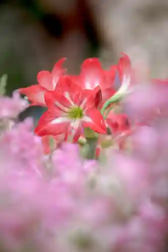 原生花4最强阵容搭配(迪奥娜阵容搭配平民)插图57