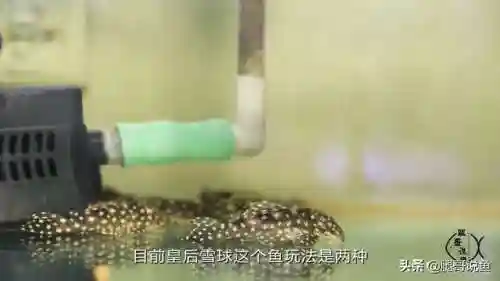 异形皇后搭配什么阵容最好(异次元公主最强阵容)插图5
