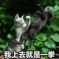 网上特别火的那个猫表情包(猫咪摇头表情包动图)插图37 网上特别火的那个猫表情包(猫咪摇头表情包动图)插图37