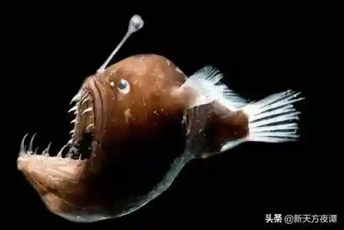 中国十大最恐怖鱼(鱼类大全看图识鱼)插图6
