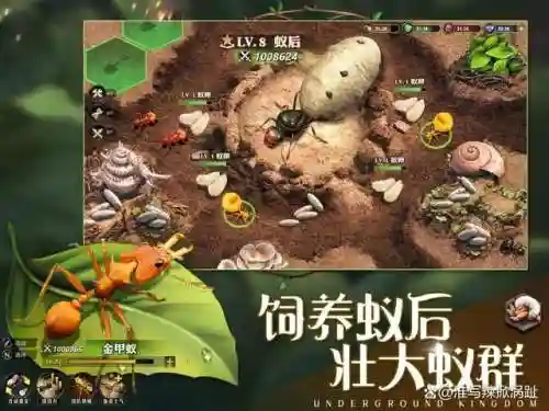 小小蚁国阵容搭配教学(小小蚁国平民最强阵容)插图1