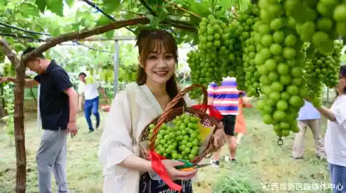 盛世芳华0氪阵容搭配2023(盛世芳华后期最强阵容)插图4