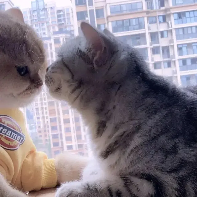 猫咪吃鸡阵容搭配图片(吃鸡抽猫咪套装皮肤)插图8