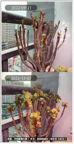 咸鱼推土阵容搭配图片高清(咸鱼之王2000以内推图阵容)插图28
