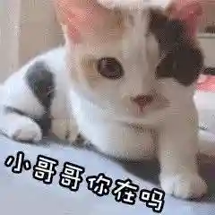 网上特别火的那个猫表情包(猫咪摇头表情包动图)插图39 网上特别火的那个猫表情包(猫咪摇头表情包动图)插图39