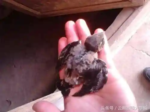 动物之战喜鹊阵容搭配图(超能战鸡阵容推荐最新)插图3