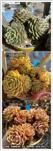 咸鱼推土阵容搭配图片高清(咸鱼之王2000以内推图阵容)插图11