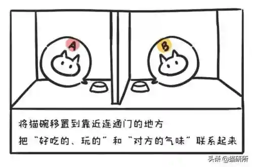 猫咪打架厉害的阵容搭配(一刀传世打架厉害的职业搭配)插图7