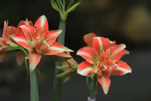 原生花4最强阵容搭配(迪奥娜阵容搭配平民)插图52