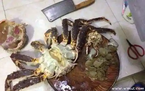 帝王蟹怎么做好吃又简单的做法(帝王蟹直接蒸最好吃)插图1