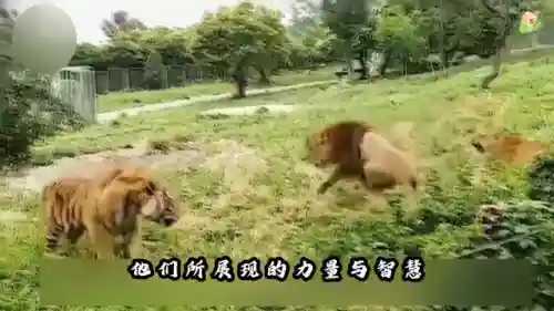 王者对决老虎阵容搭配图(王者阵容搭配需要注意什么)插图2
