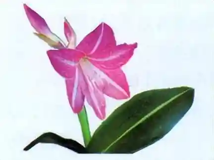 原生花4最强阵容搭配(迪奥娜阵容搭配平民)插图24