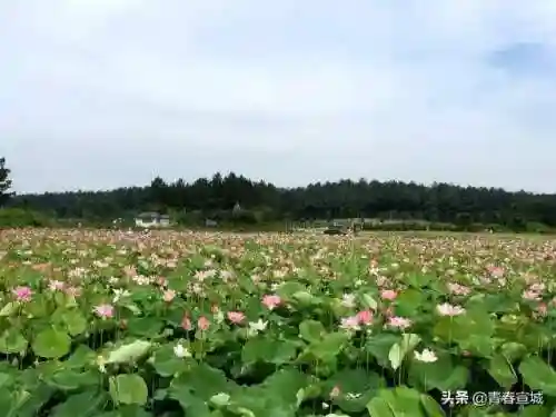 文明与征服宣城阵容搭配(文明与征服平民最强阵容第一名)插图21