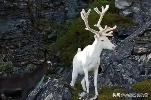 驯鹿部落推荐阵容搭配图(木鹿大王最强阵容)插图1