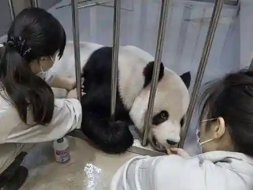 大熊猫团团几岁了(熊猫三岁等于人类多少岁)