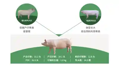 王者荣耀养猪场阵容搭配(王者荣耀养猪流怎么破)插图2