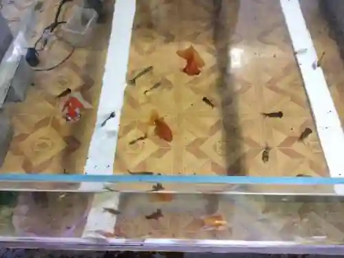 迷你妖姬阵容搭配推荐最新(萌神战姬最强阵容搭配)插图3