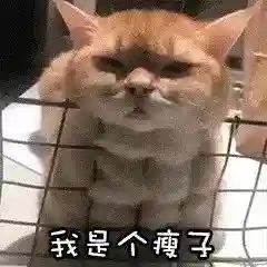 网上特别火的那个猫表情包(猫咪摇头表情包动图)插图36 网上特别火的那个猫表情包(猫咪摇头表情包动图)插图36