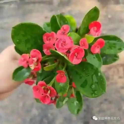 欢乐大作战虎刺搭配阵容(斗罗大陆老虎阵容搭配)插图3