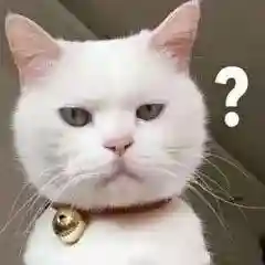 网上特别火的那个猫表情包(猫咪摇头表情包动图)插图7 网上特别火的那个猫表情包(猫咪摇头表情包动图)插图7