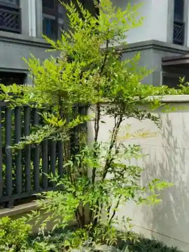 5阶植物最强阵容搭配(十个最不值得升五阶的植物)插图8