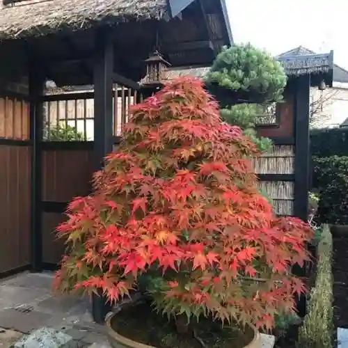 梦幻庭园搭配阵容图片大全(花境植物搭配效果图)插图21