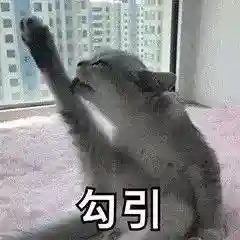 网上特别火的那个猫表情包(猫咪摇头表情包动图)插图16 网上特别火的那个猫表情包(猫咪摇头表情包动图)插图16