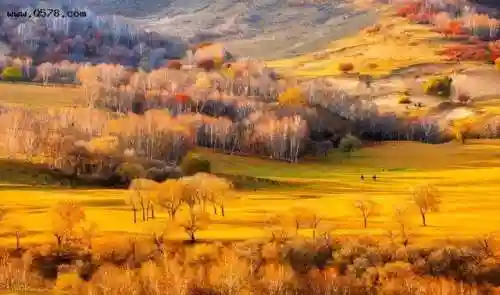 放牧美利坚(我的美利坚青山铁杉)插图1